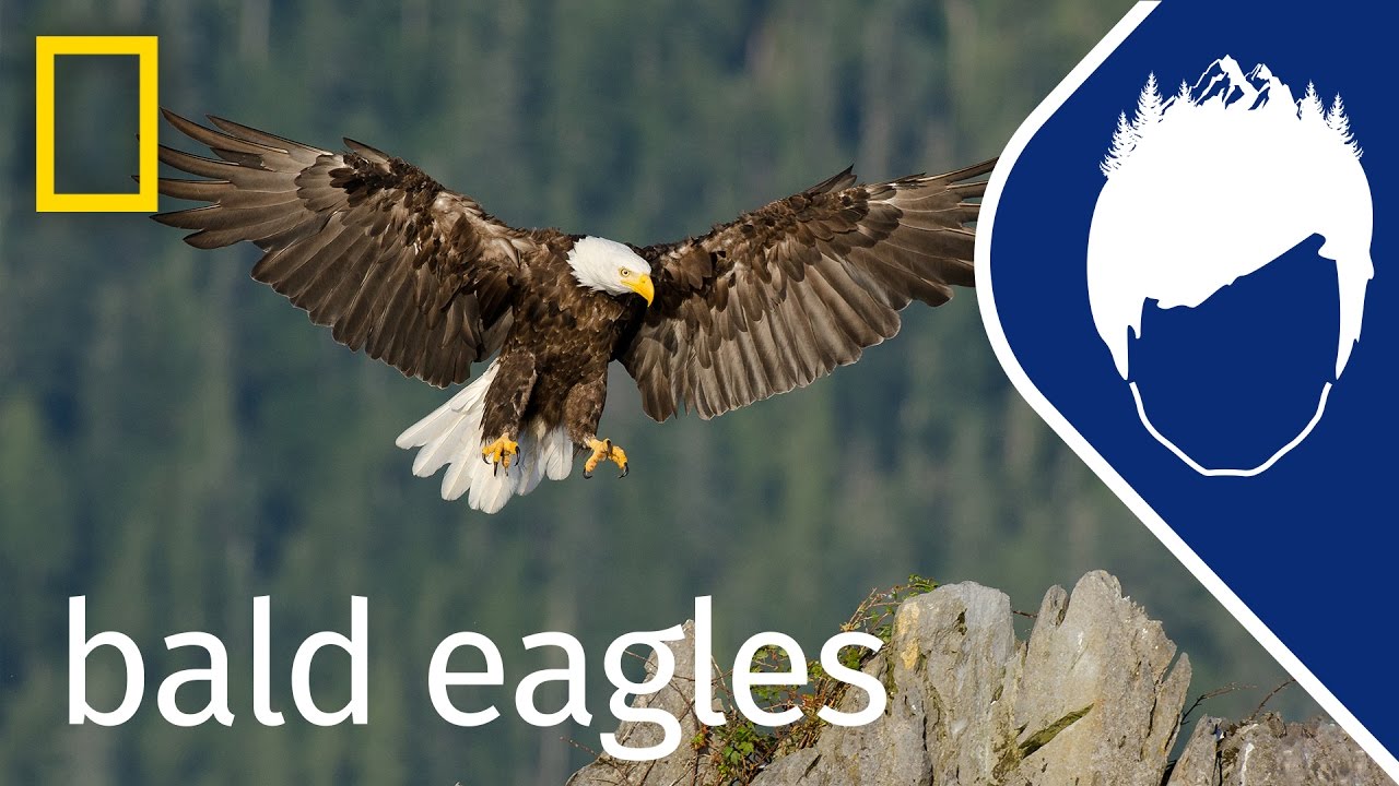 Bald Eagles (Episode 3) | wild_life with bertie gregory