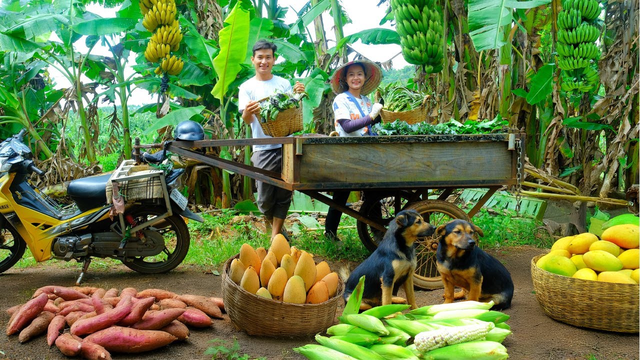 Harvesting Purple Vegetables,  Corn, Sweet Potatoes, Mangoes To Sell At The Market, Cook, Garden