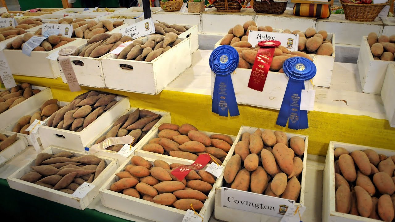 Homegrown | A Sweet (Potato) Success Story for North Carolina
