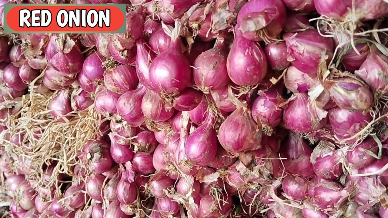 LEMES BOLO...!!! HARGA BAWANG MERAH HARI INI, JUM'AT, 6/3/2026 DI PASAR PROBOLINGGO