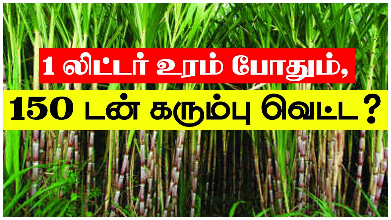 கரும்பு எடையை அதிகரிக்க வேண்டுமா ? | TCG |