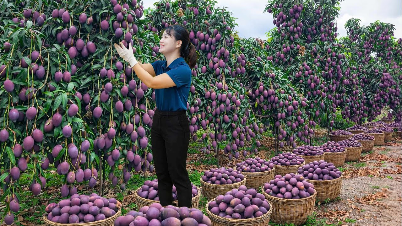Harvesting Purple Mangoes to Sell | Rare Fruit Brings Big Money at the Market