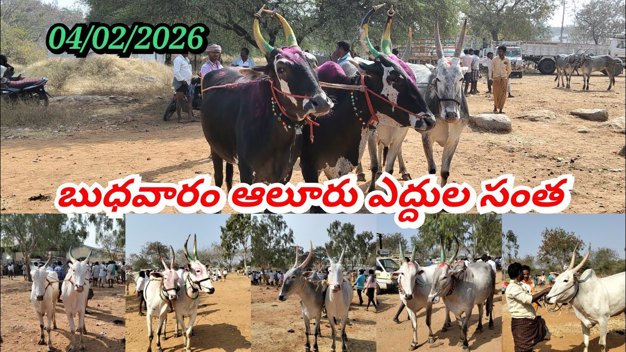 04/02/2026 బుధవారం ఆలూరు సంతలో ధరలు ఏ విధంగా ఉన్నాయో చూడండి ఫ్రెండ్స్
