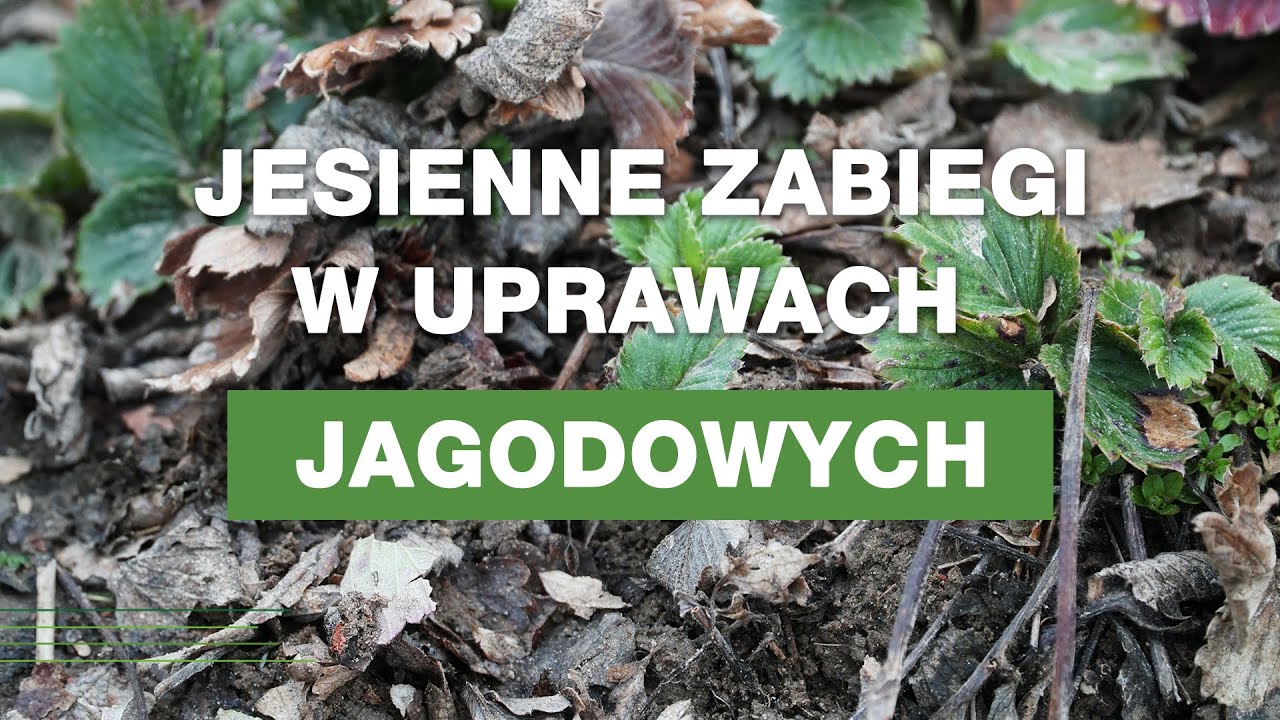 FRUSTO Serwis news // Jesienne zabiegi w uprawach jagodowych