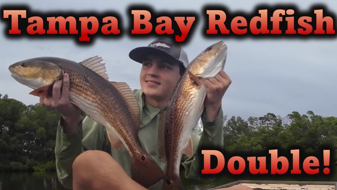 Tampa Bay Fishing - Redfish on the south shore