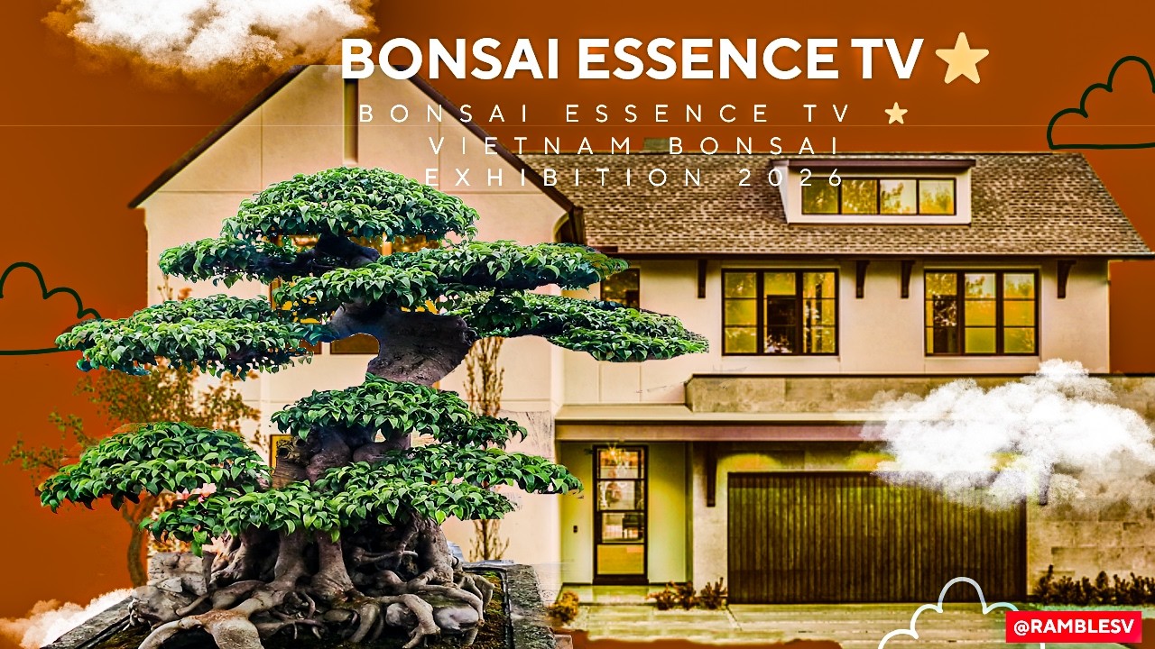 Bonsai Essence TV ⭐ Vietnam Bonsai Exhibition 2026