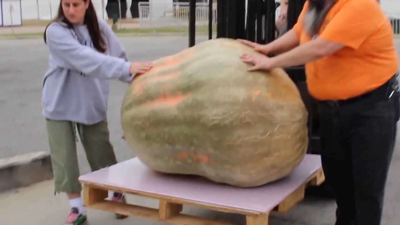 It takes a team to bring the giant pumpkin into the Exposition Center..and a forklift.