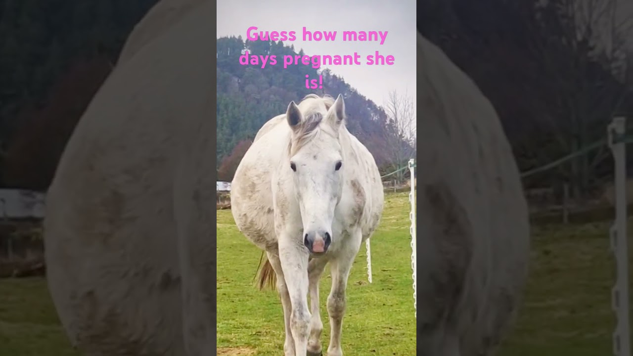 #horses #foal #pregnant   #broodmare #foal #breeding #babyhorse #equine #babymomma
