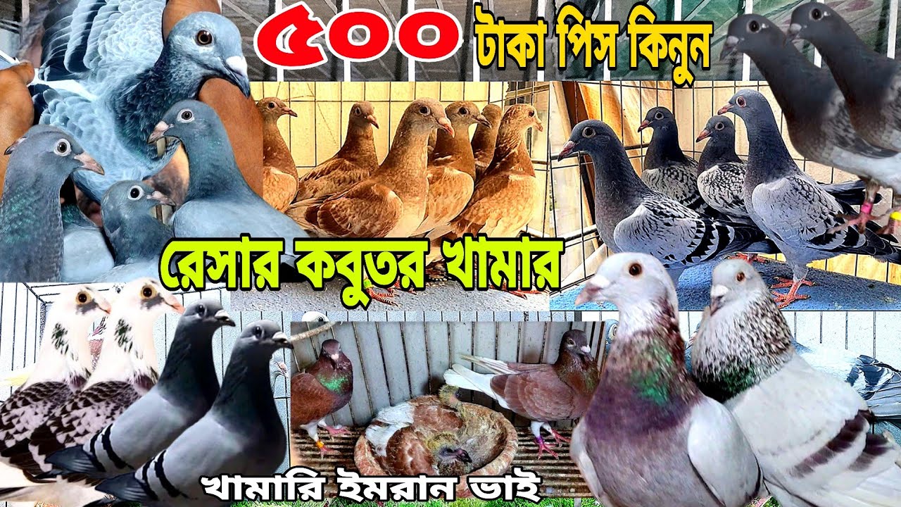 পানির দামে খামার থেকে রেসার কবুতর বাচ্চা বিক্রি হবে। মাত্র ৫০০ টাকা পিস কবুতর কিনুন,Krishi khobor tv