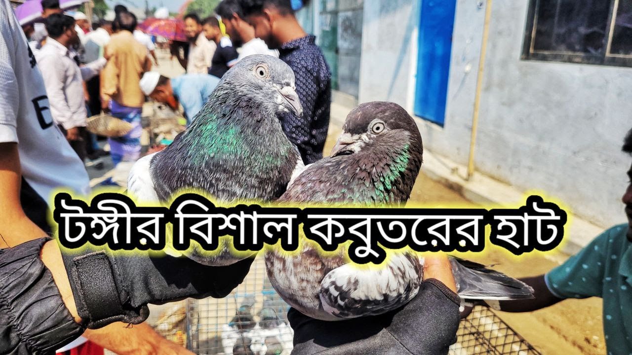 টঙ্গীর রবিবারের বিশাল কবুতরের হাট 🔥🕊 | Miraj Pigeon