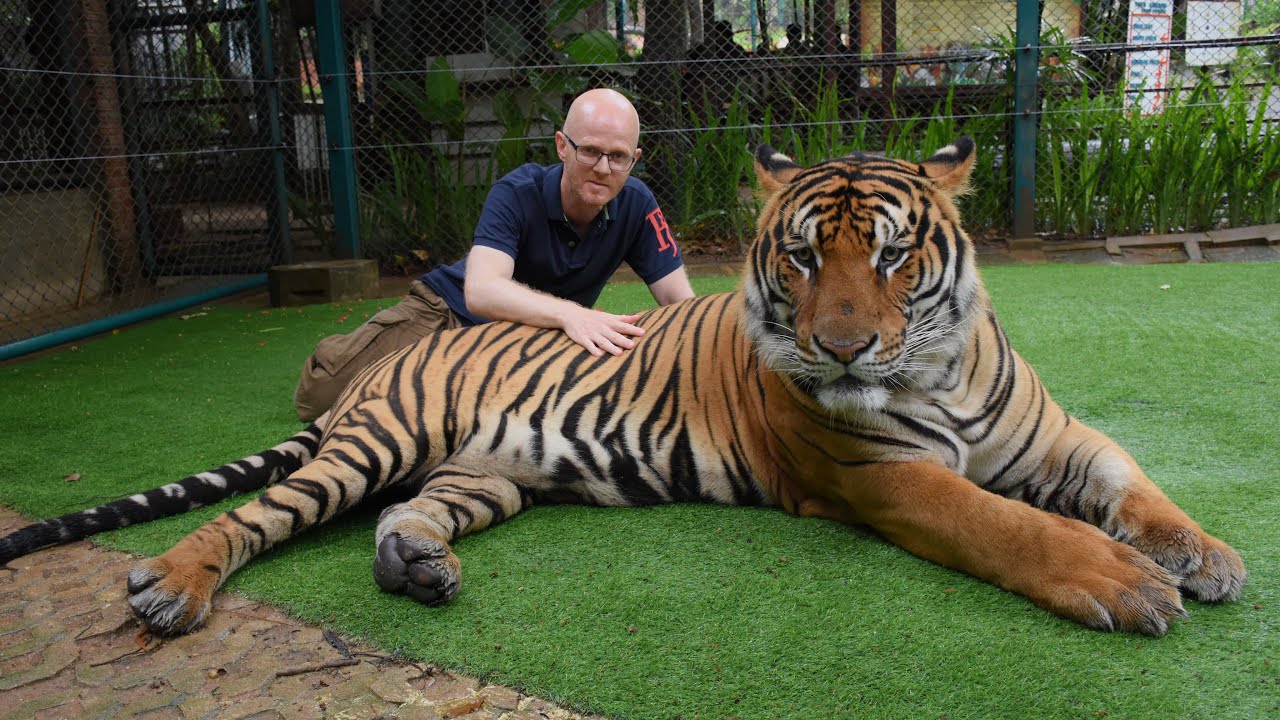 Face to Face with Giant Tigers - Tiger Kingdom, Chiang Mai
