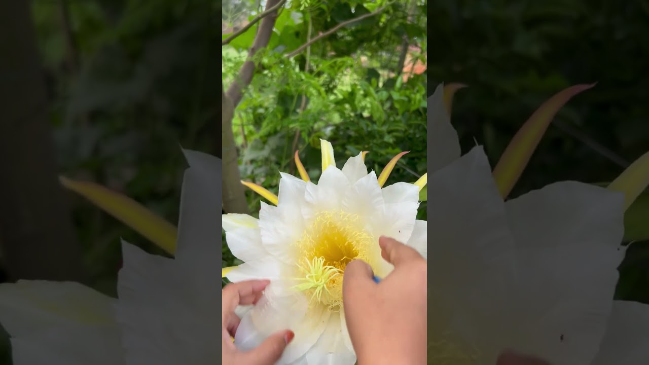 How to collect and store dragon fruit pollen#dragonfruit #pollen