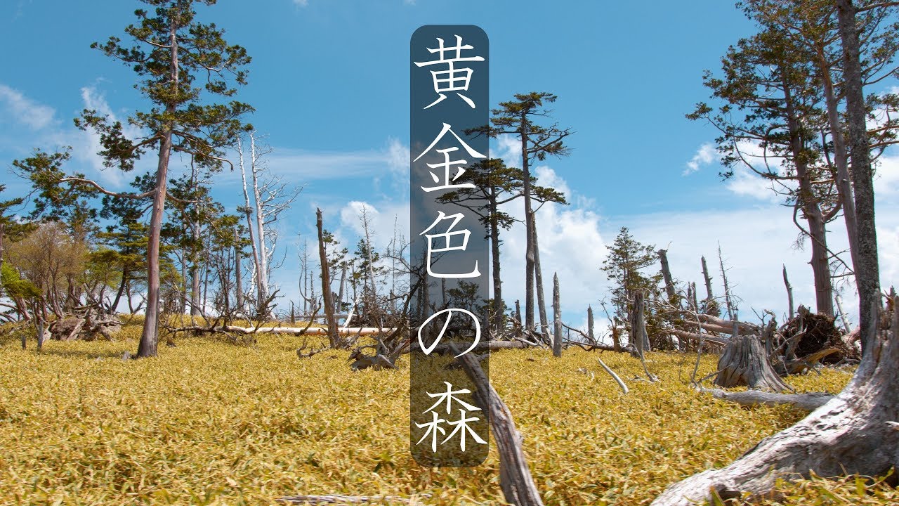 【黄金色の森】東大台ヶ原の散策 : Walking Around Mt. Odaigahara（Nara, Japan）