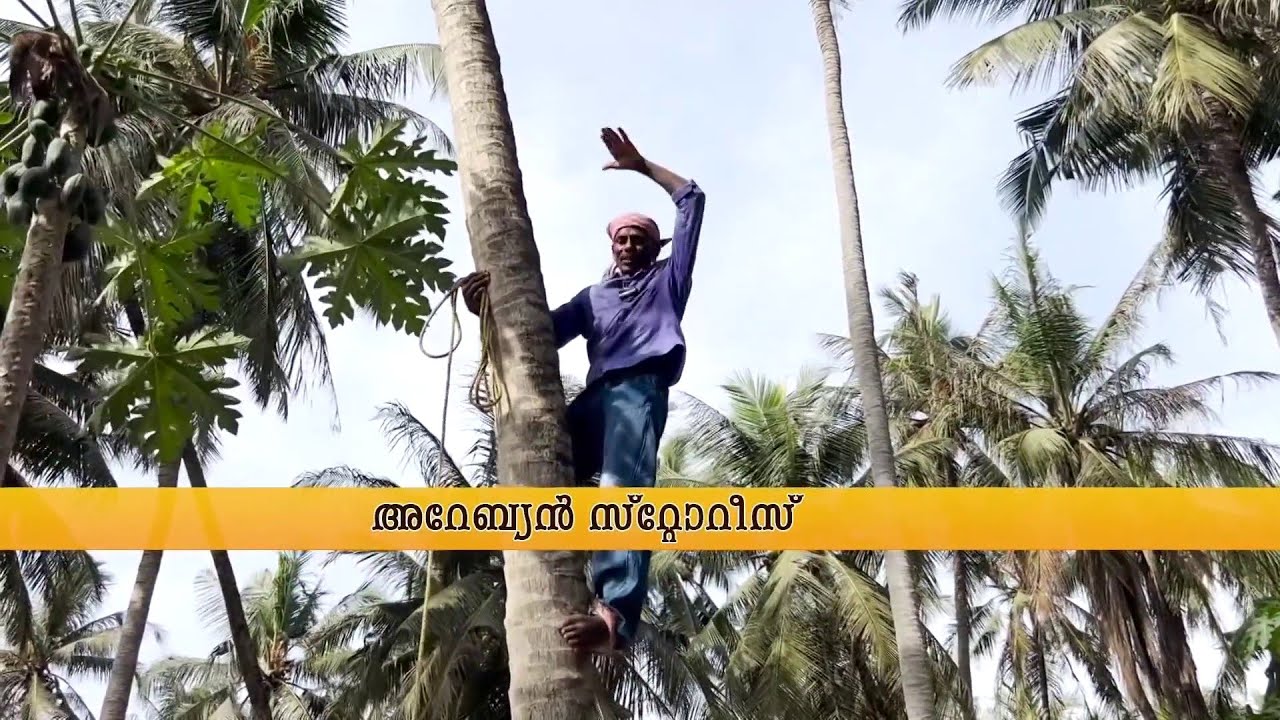 'നാട്ടിലെ പോലെയല്ല, ഇവിടത്തെ തെങ്ങ് അത്ര എളുപ്പല്ല'!! 15 കൊല്ലമായി സലാലയിൽ തേങ്ങയിട്ട് മണി | Salalah