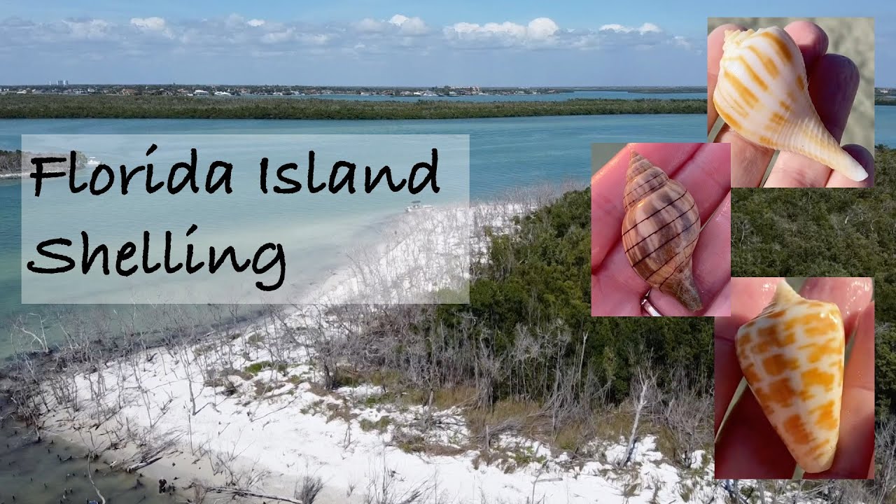 Shelling Gulf Coast sandbars and islands from a kayak. No boat, no problem! PART 1
