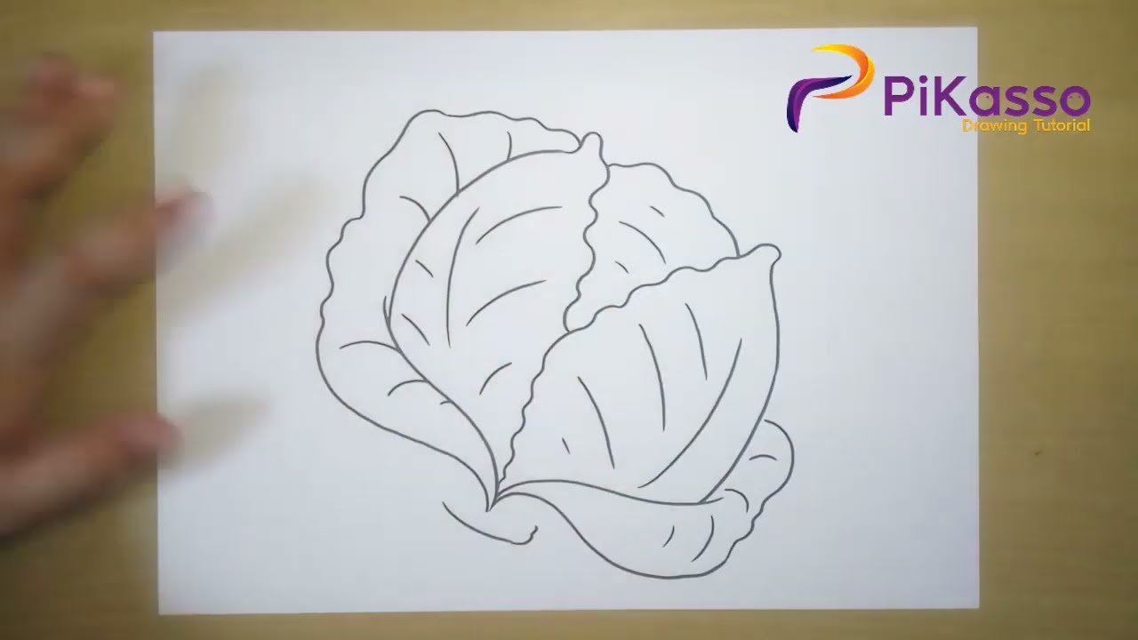 Cabbage Easy Drawing Tutorial