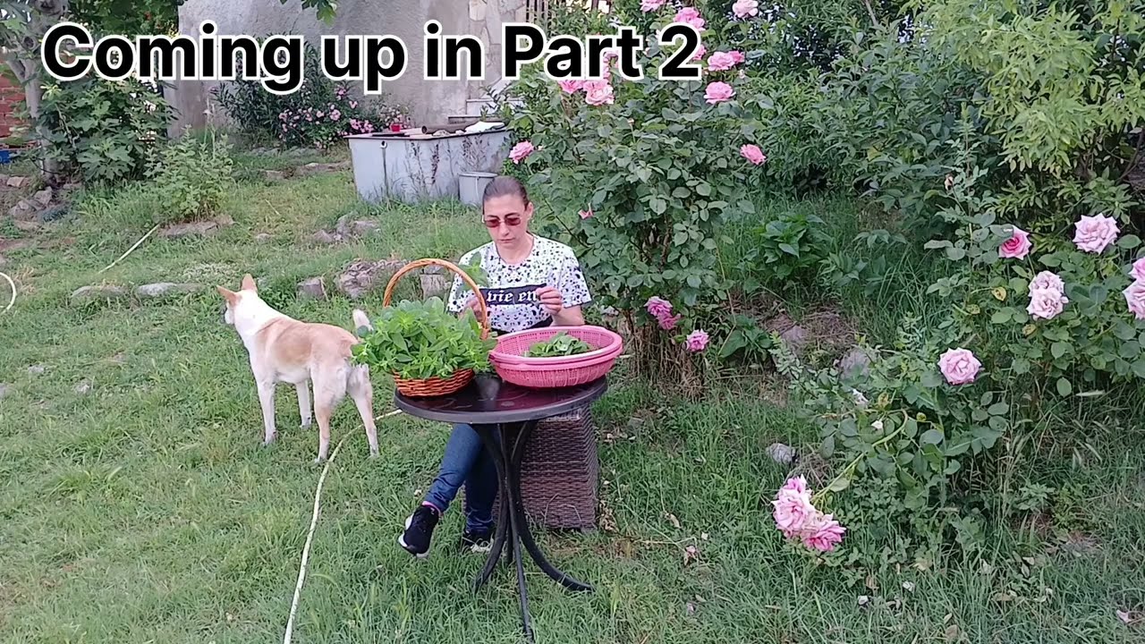 How We Forage, Dry & Store Wild Herbs | PART 1 | ASMR No Talking