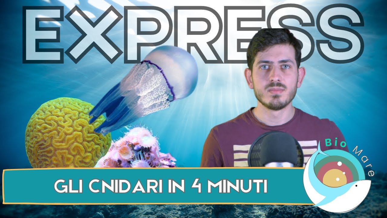 CNIDARI: INVERTEBRATI MARINI URTICANTI IN 4 MINUTI - BIOMARE EXPRESS - SUB H2O