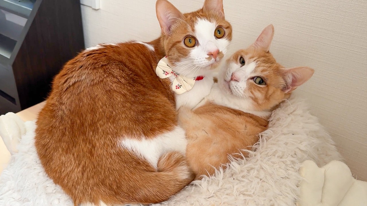 朝起きたら、猫の上に猫が乗っていました。