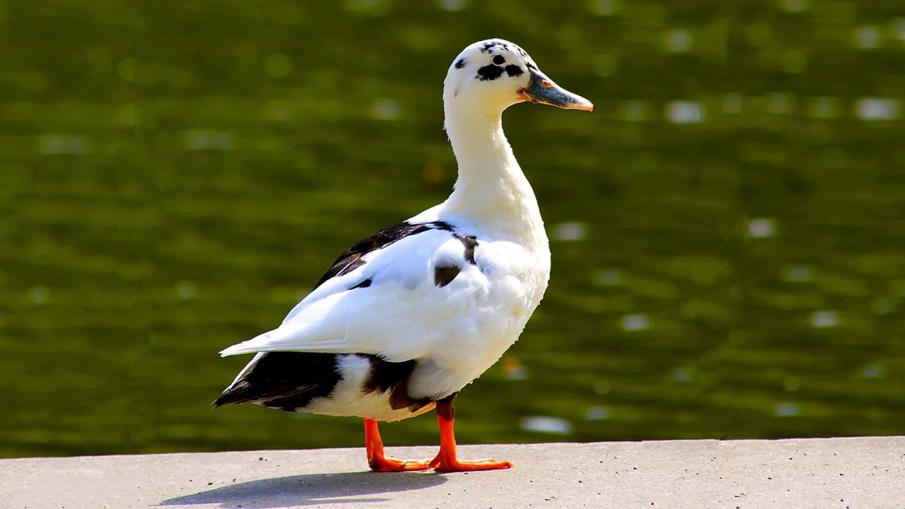 Ancona Ducks | Lovely Luscious Layers
