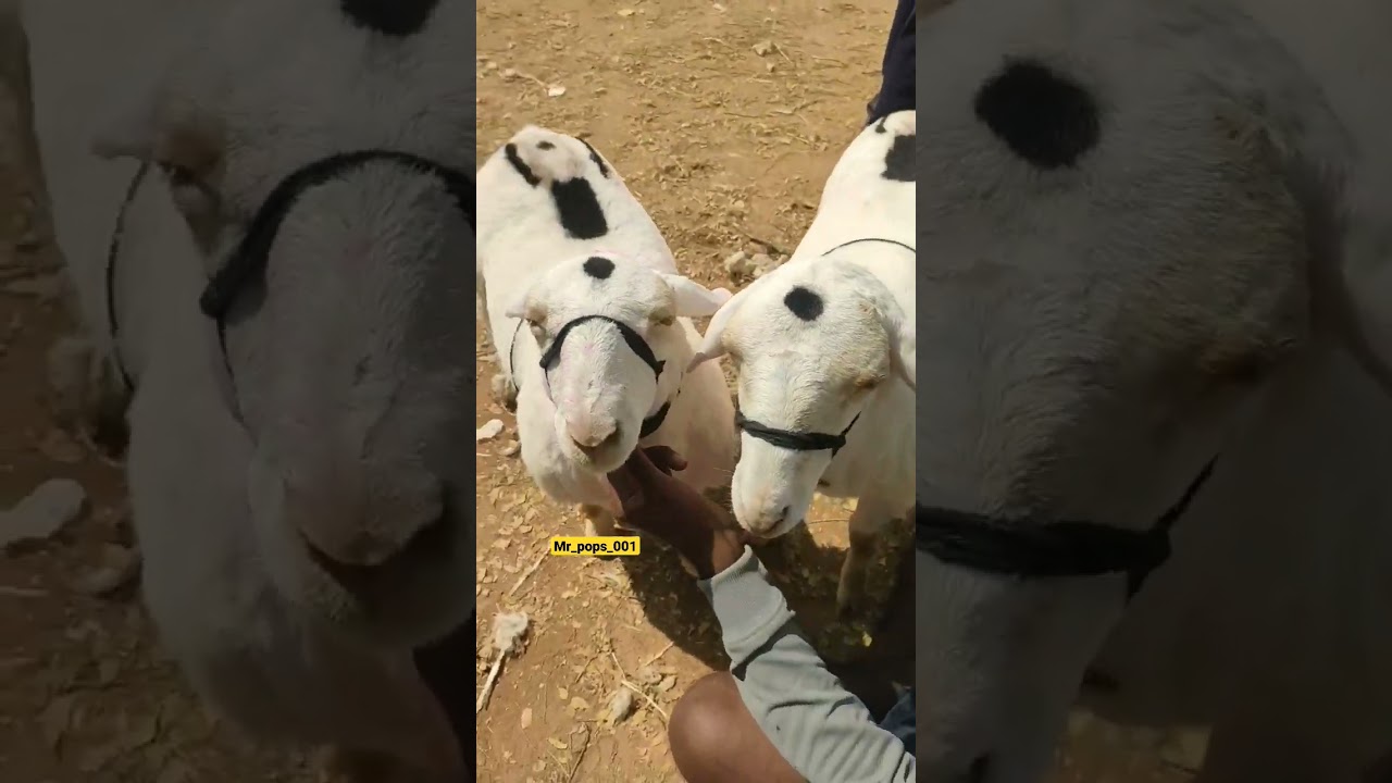 bannur tagaru sheep Karnataka Bangalore market