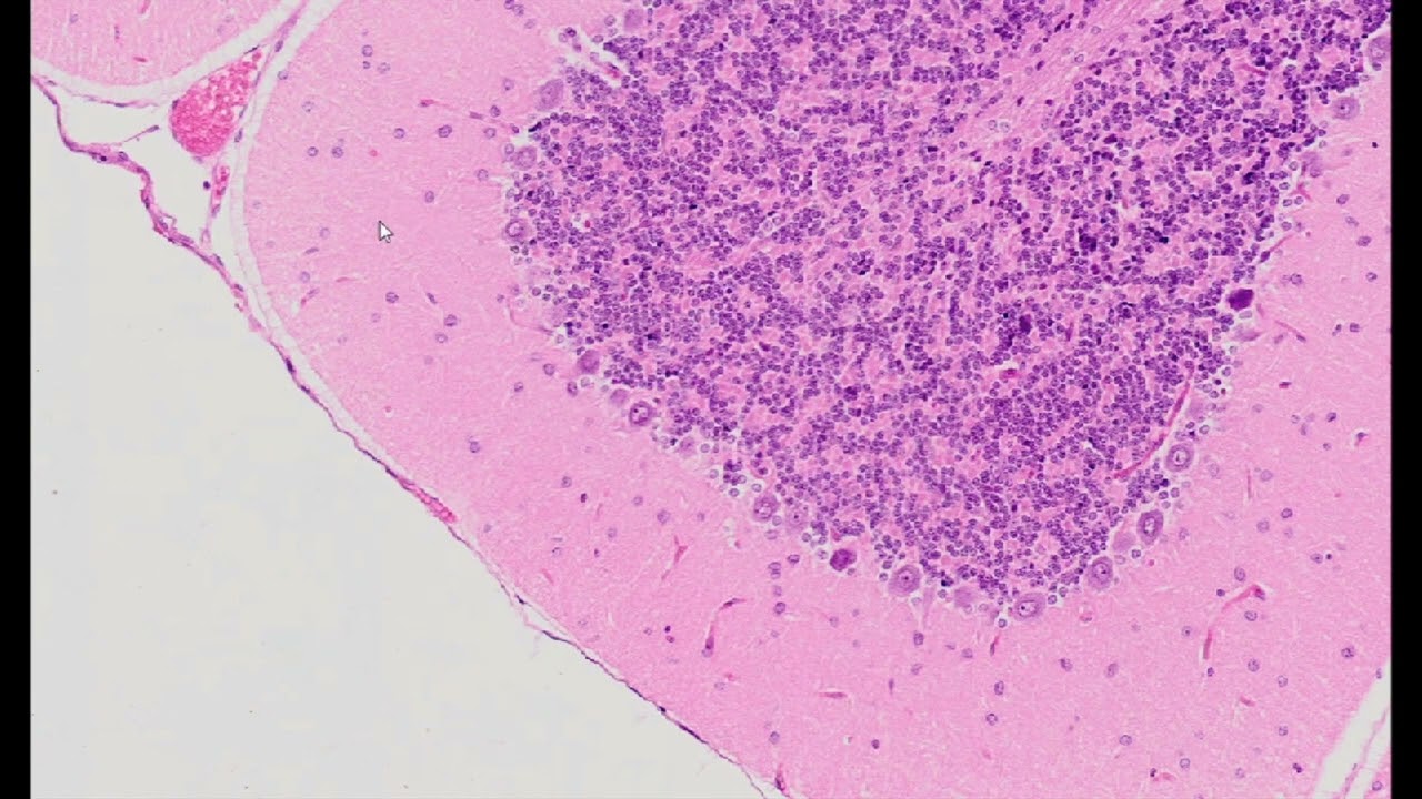 Cerebellum (H&E Staining) - PUMS Histology Slides Review Series