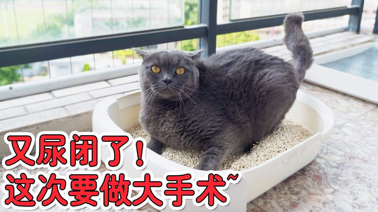 我家的猫又尿不出了！做个手术花掉7000元