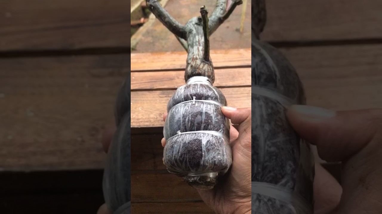Apakah Pohon Mangga Bisa Dicangkok? Ini Jawabannya!