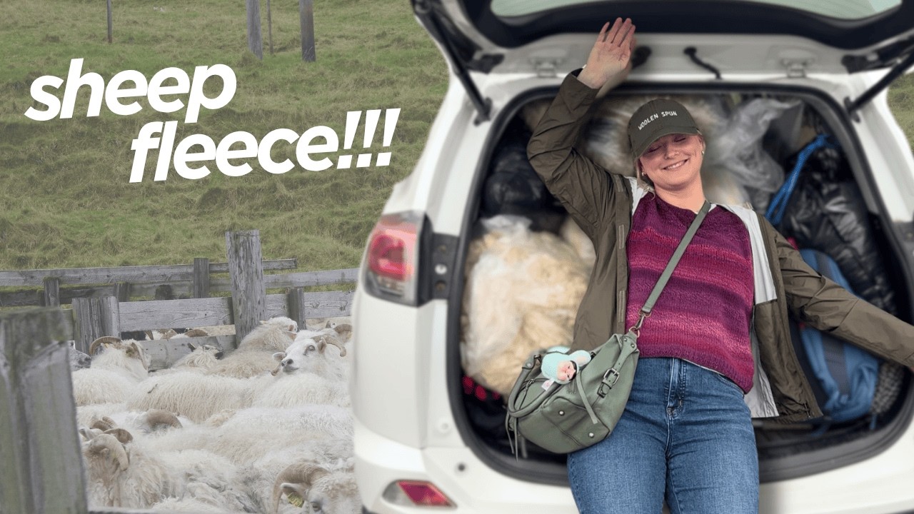 I Bought 37 Pounds of Sheep Fleece at a Fiber Festival
