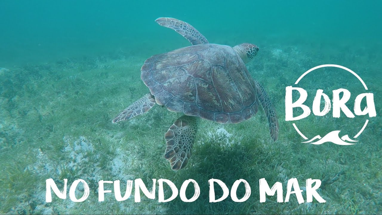 BORA #19 - CONHECENDO O FUNDO DO MAR! De frente com nossos vizinhos