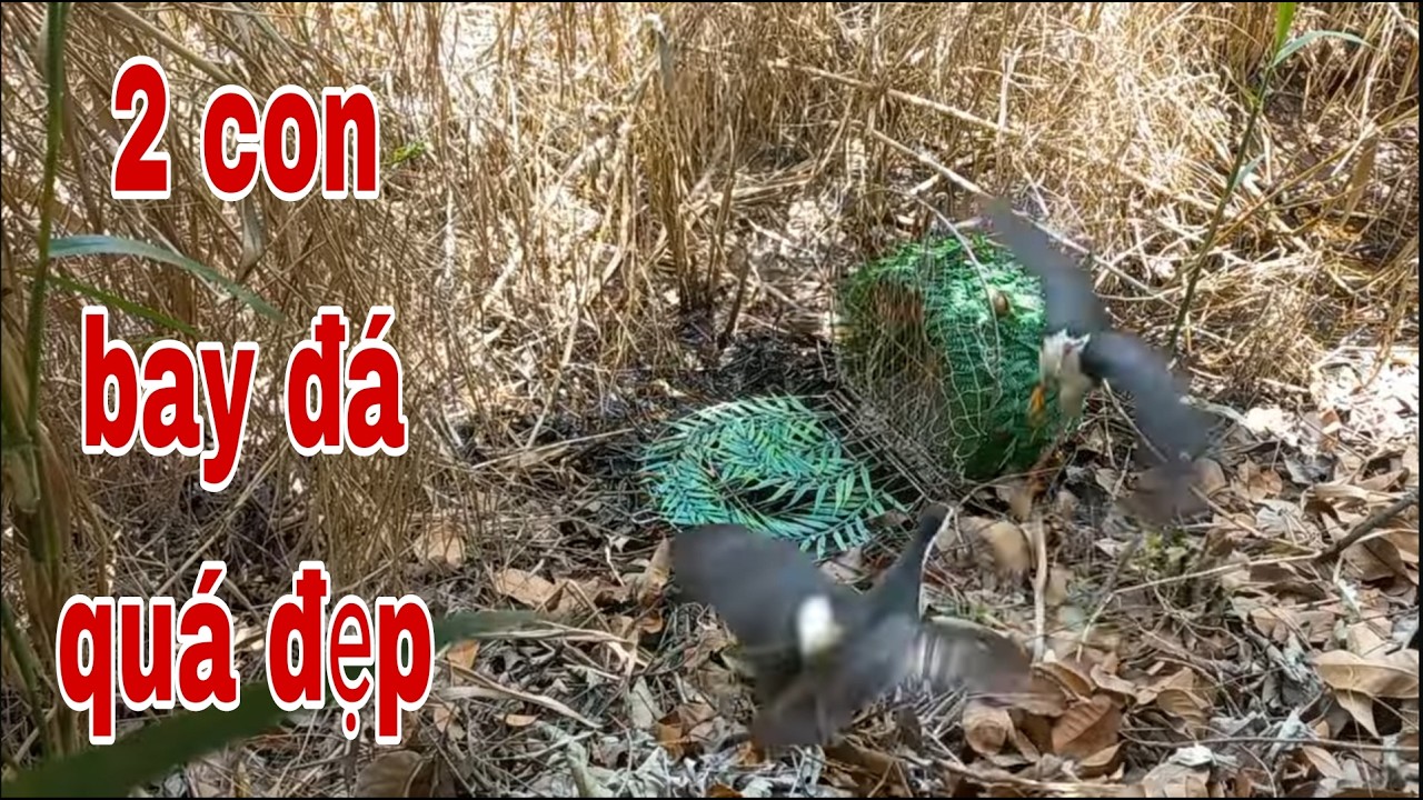 Cặp Quốc Đá Đẹp Nhất Năm Và Gặp Da Rắn Hổ Mang Khổng Lồ Mà Ớn Lạnh # SĂN BẮT ĐỒNG THÁP #