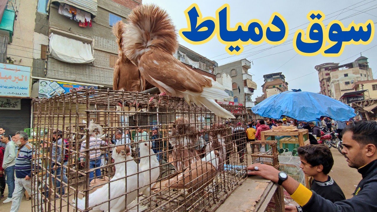 سوق الحمام في دمياط بالاسعار و ارقام الجوالات حمام جامد ببلاش الزغاليل كتير 🕊️😜