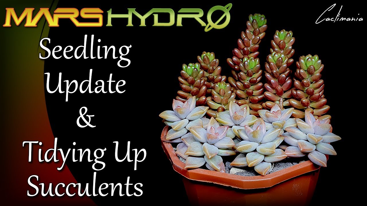 Cactus Seedling Update & Tidying Up Succulents | #MarsHydro