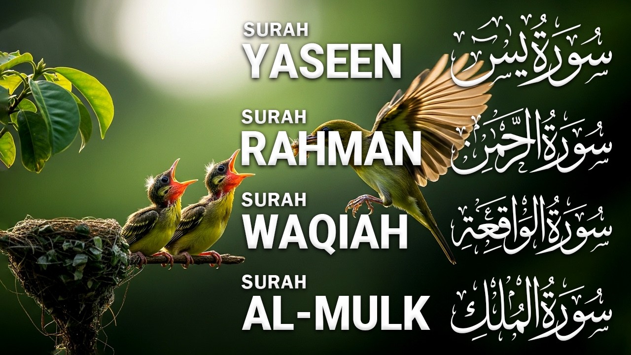 Best Quran Tlawat Surah Yaseen | Surah Rahman | Surah Waqiah | Surah Mulk ।Ep45 DailyTilawat TV