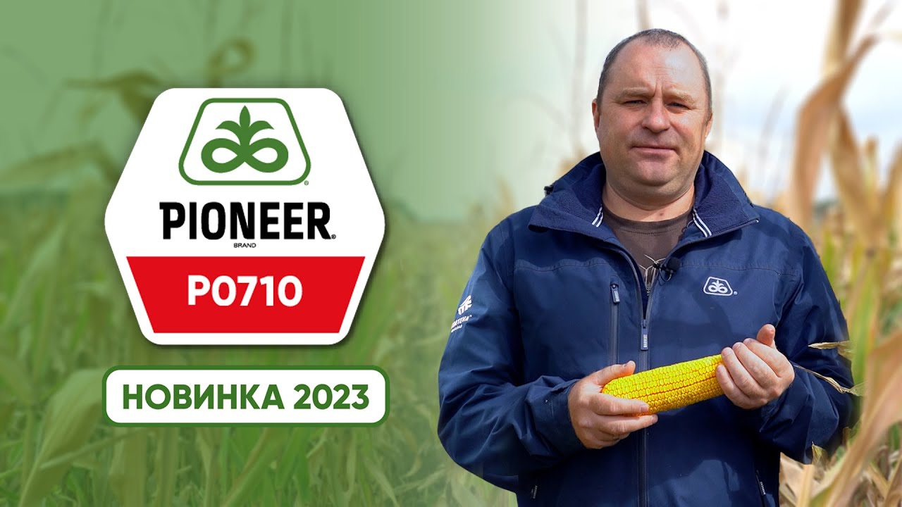 P0710 - пізньостиглий чемпіон на зрошенні
