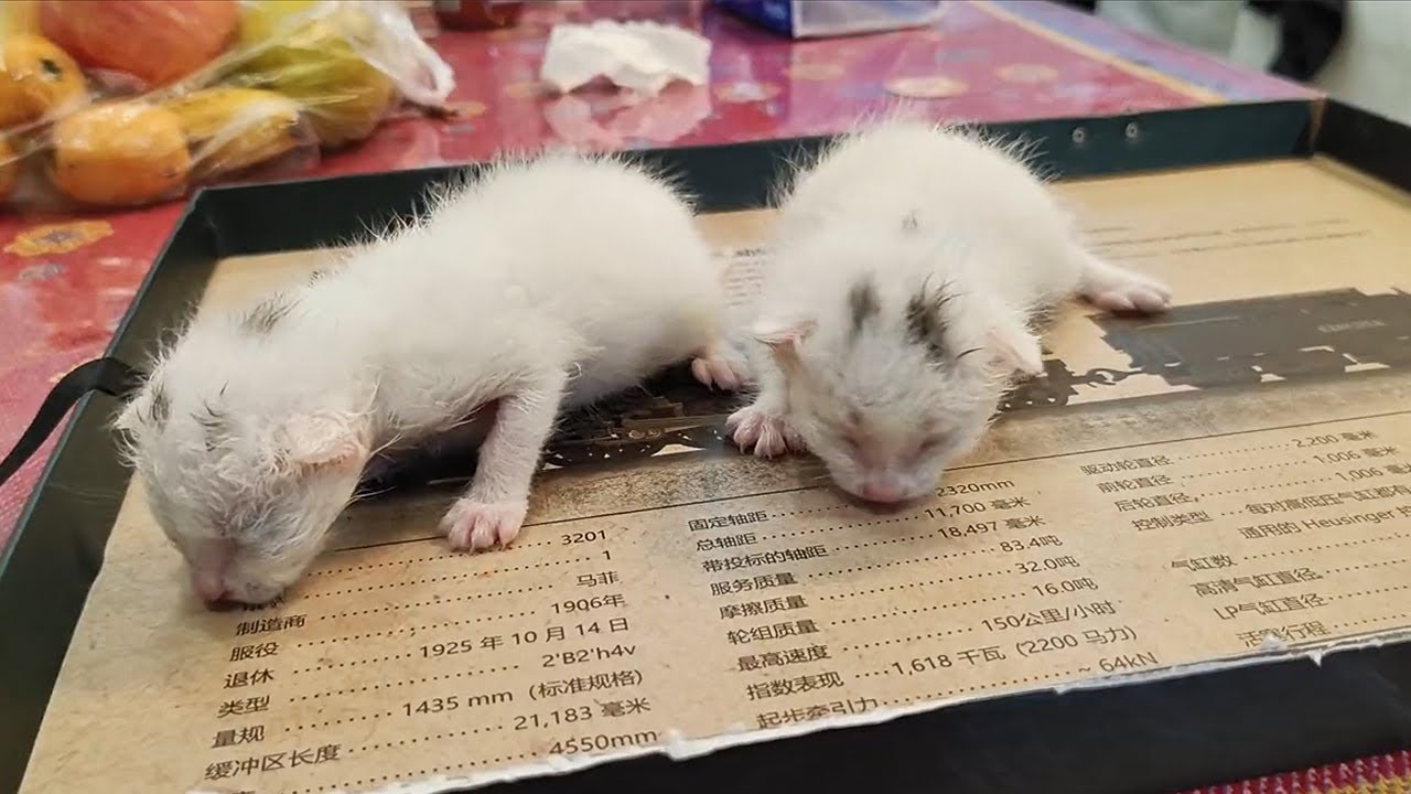 Кошка-мать убежала, оставив двух котят, которые еще не открыли глаза