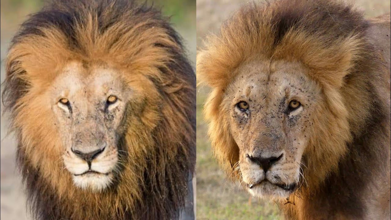 Famous lion duo of Masai Mara: Lolparpit and Olbarnoti...
