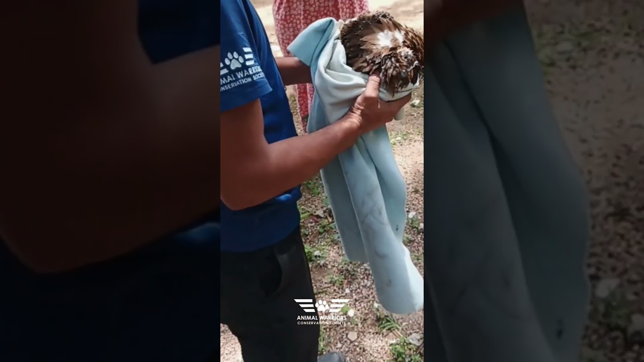 Saving an Eagle from Deadly Manja - Wild life  | Bird rescue in Hyderabad - AWCS