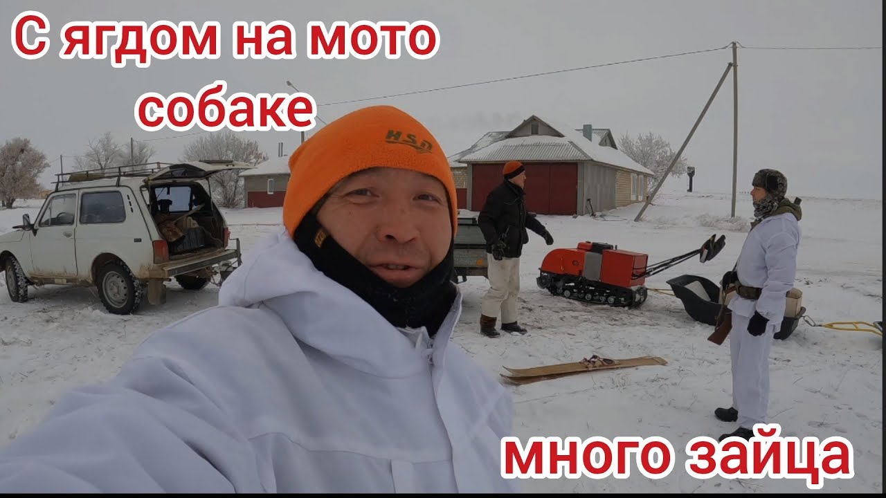 Охота по зайцу с ягдтерьером на мото собаке сезон 2026.Hunting with a jagdterrier