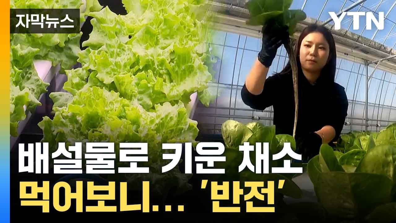 [자막뉴스] 일반 수경재배와 다르다... 농장 대표의 비법 공개 / YTN