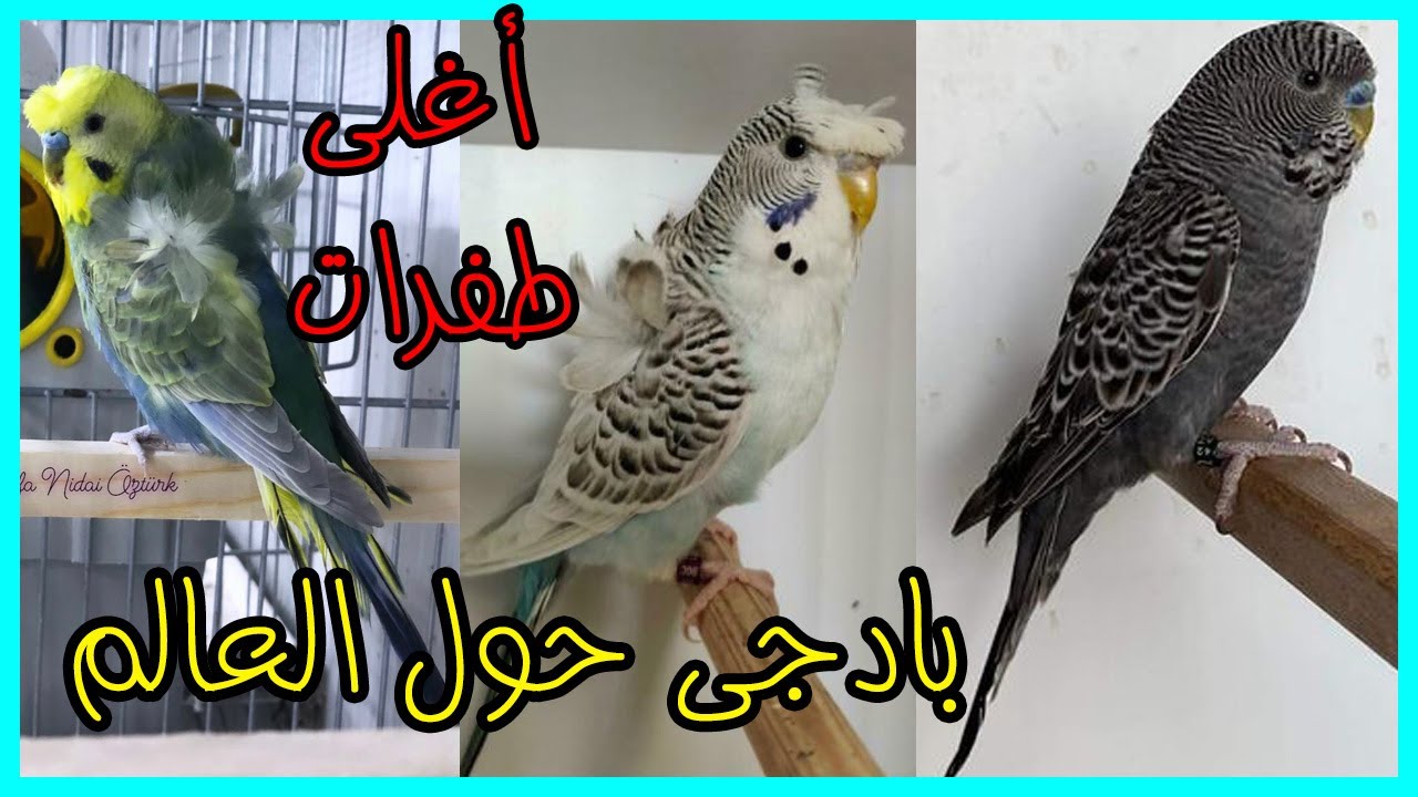 🤔ما هي اغلى طفرات بادجي 🐦حول العالم ؟؟؟ 🔥شاهد الفيديو الان 🤩