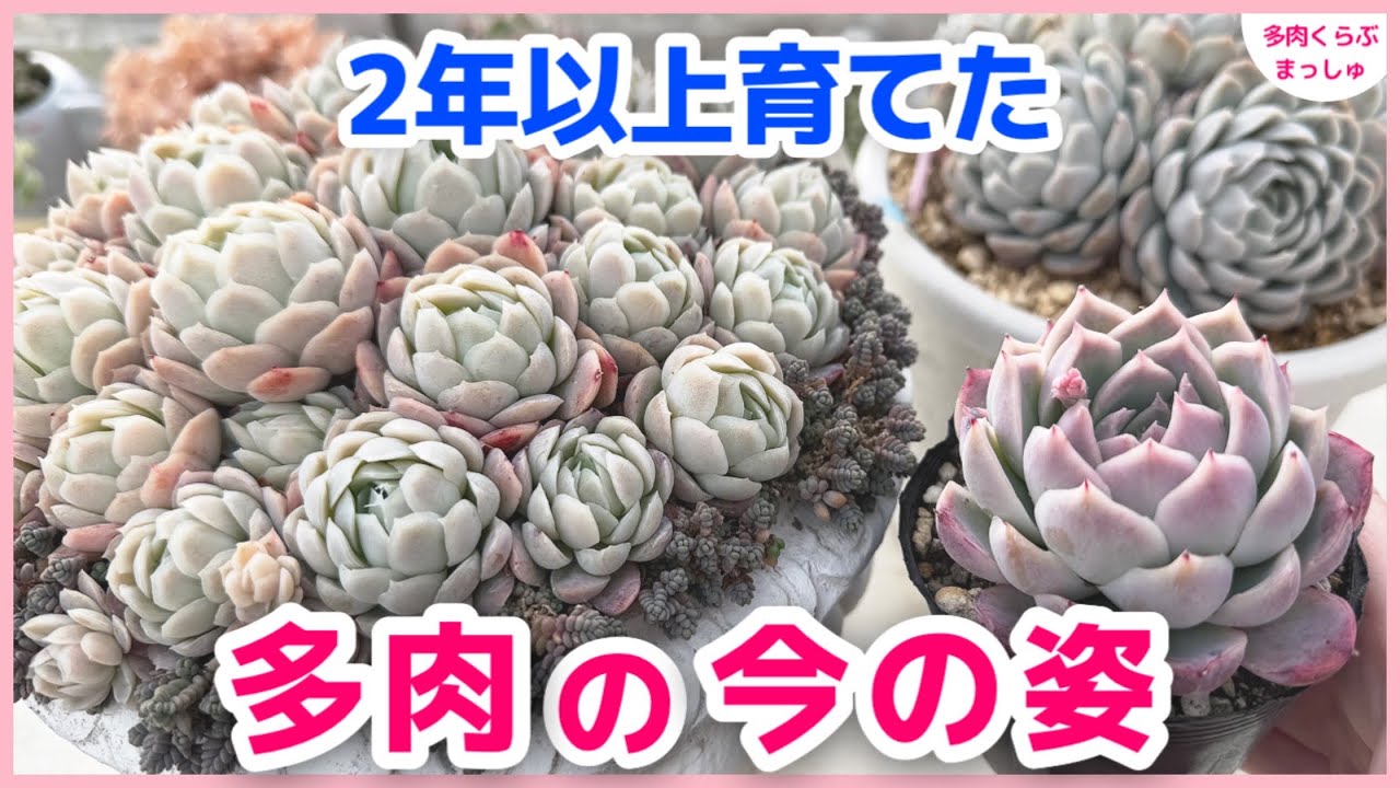 【多肉植物】2年以上育てた多肉の今の姿✨長く育てるとこうなります