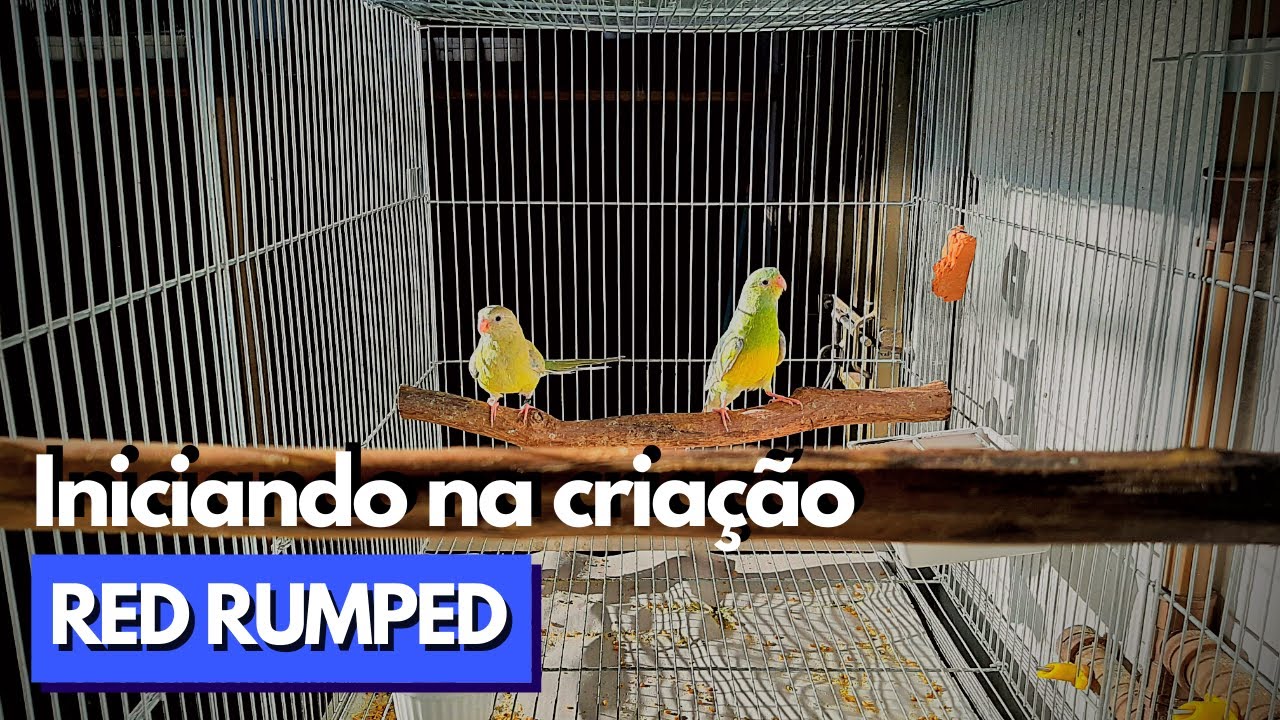 AOS CRIADORES INICIANTES  #2 (RED RUMPED)