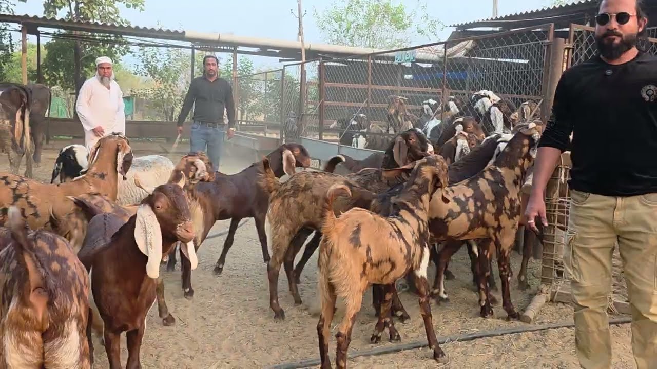 Wholesale Ajmera Goats At FG Goat Farm Modasa Gujarat.
