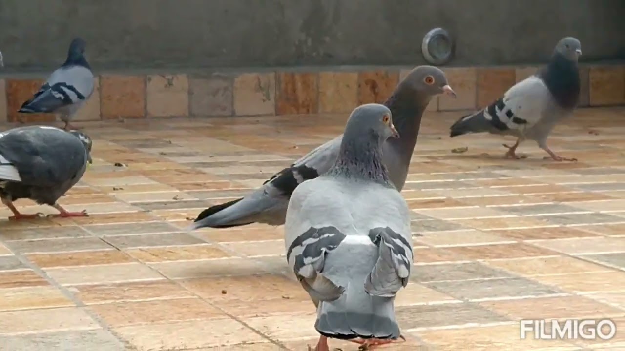 حمام لفعل الاصيل