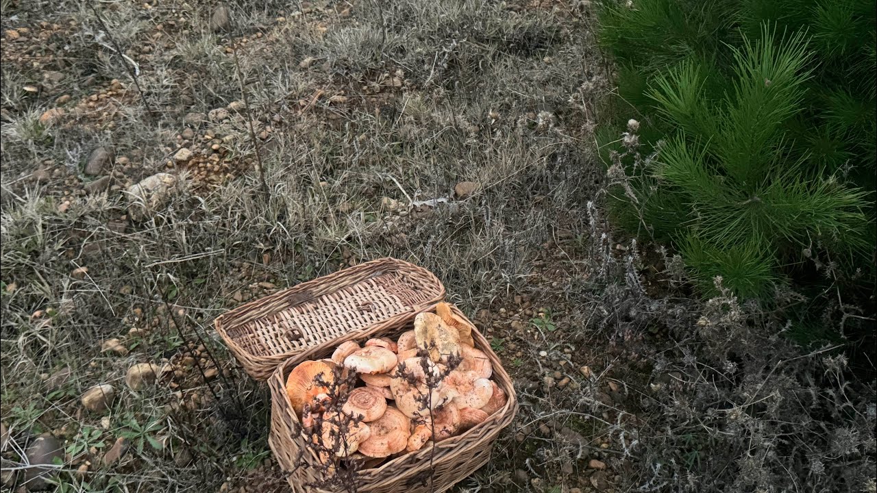 COGIENDO NISCALOS (LACTARIUS DELICIOSUS)