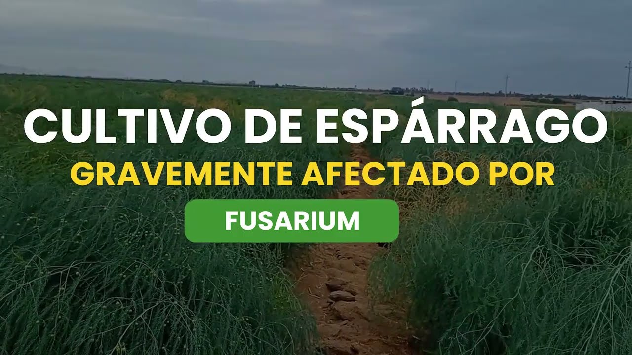Fusarium en Espárrago