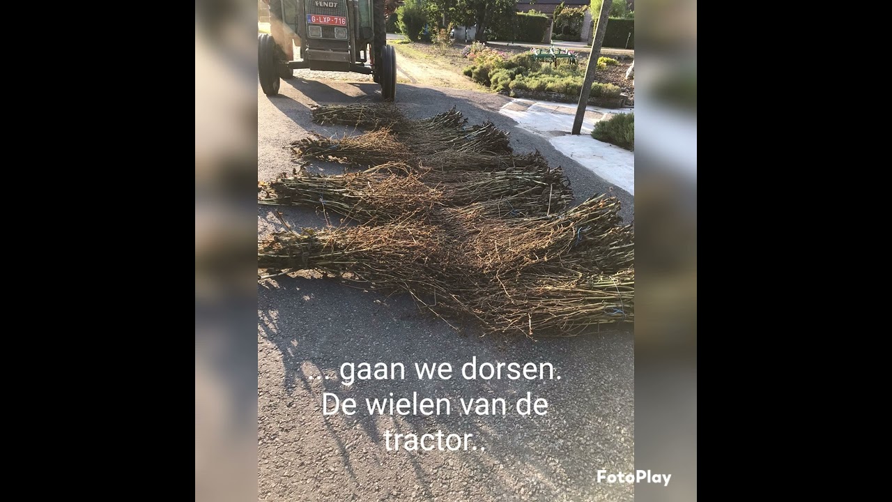 Hoe komen we aan ons witloofzaad?