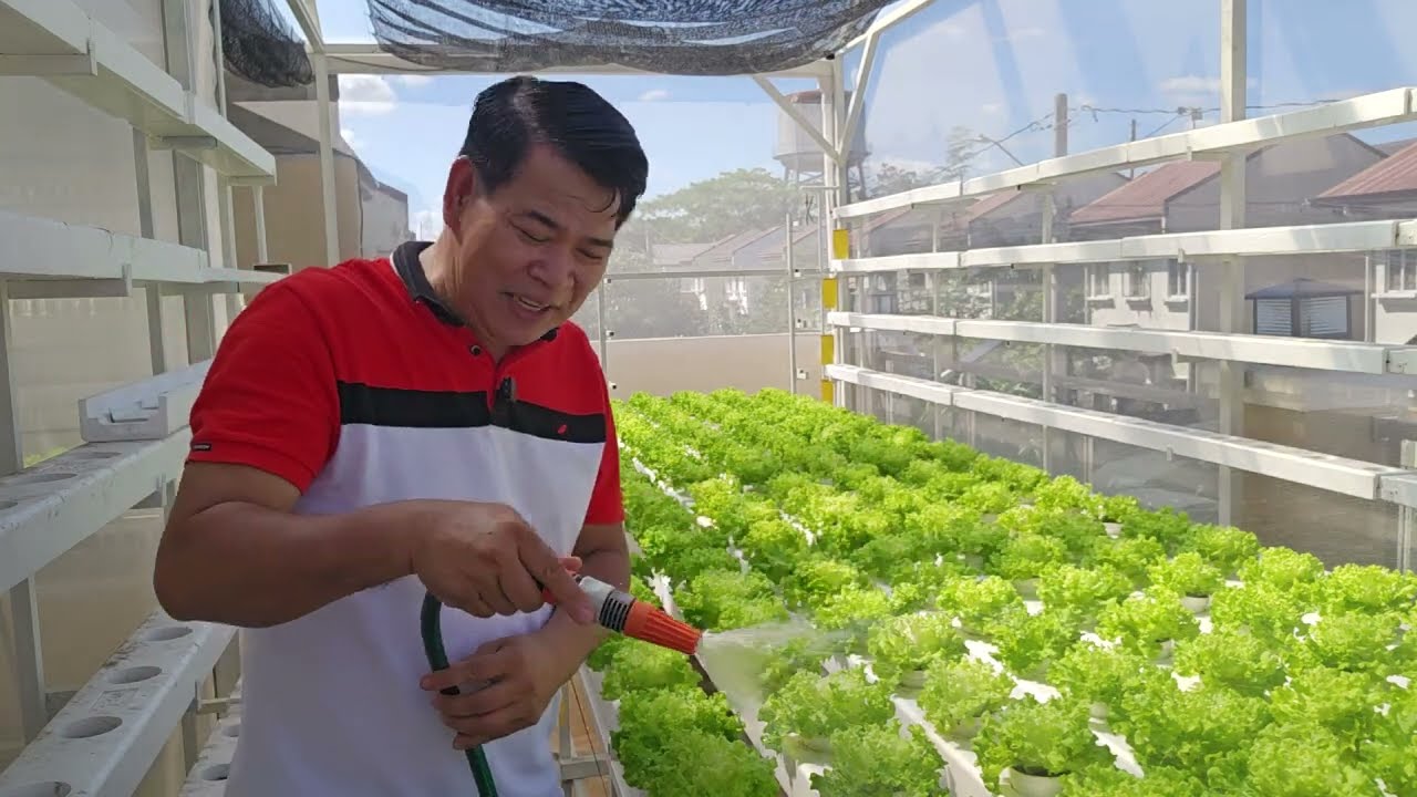 Misting ng lettuce para presko sila at mawala ang mga insekto sa greenhouse