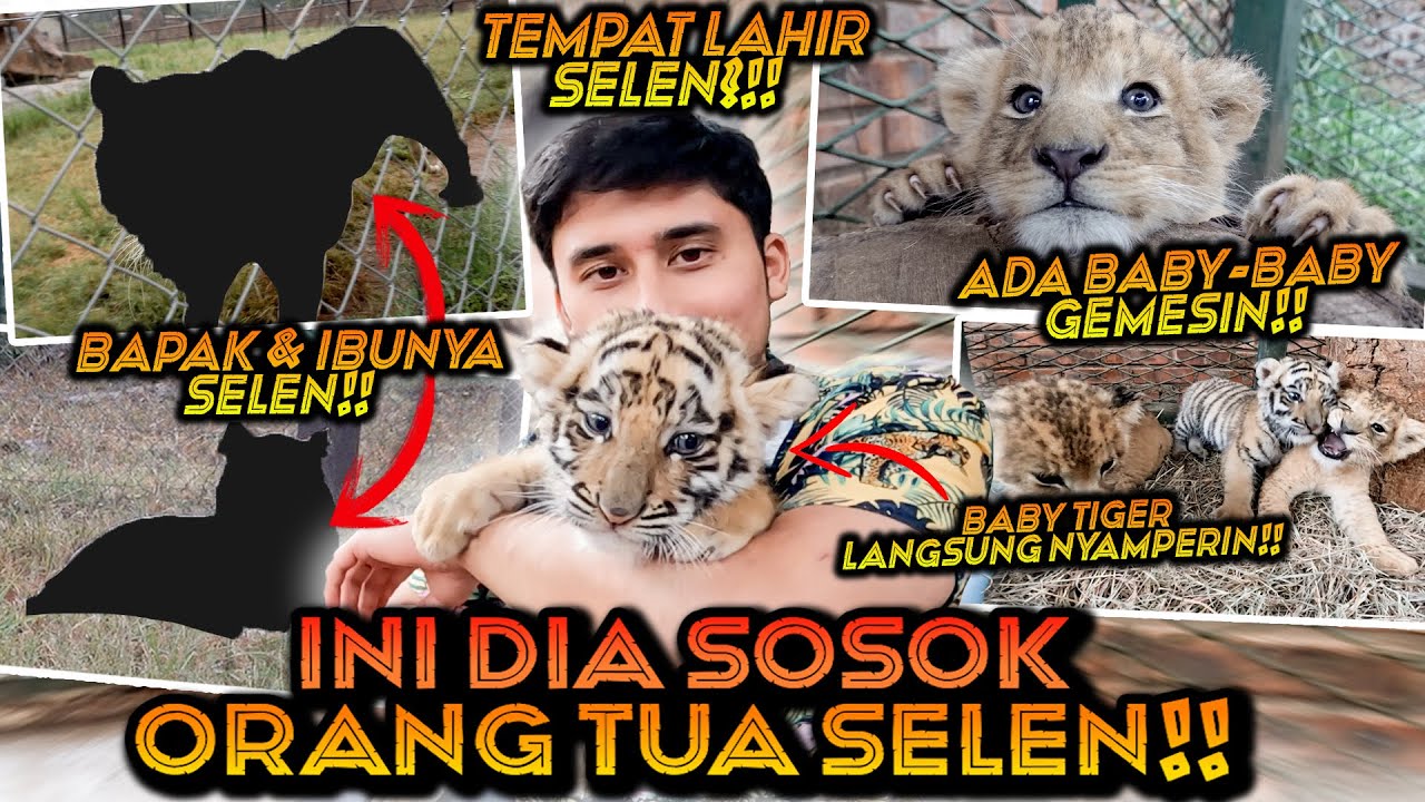 INI SOSOK BAPAK DAN IBUNYA SELEN ! GANTENG DAN CANTIK BANGET ! MAEN BARENG 2 ANAK SINGA DAN HARIMAU!